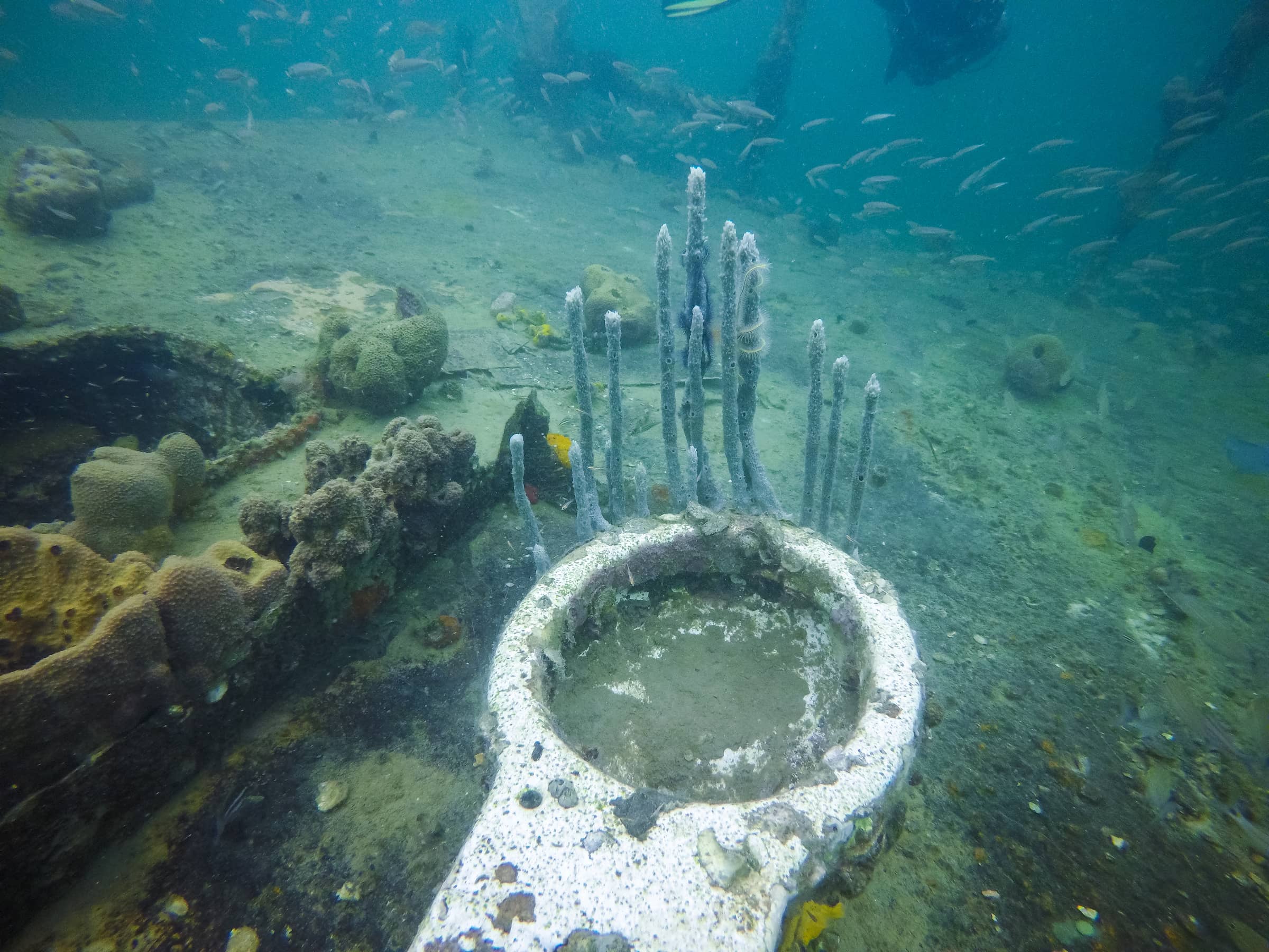 Toilet bowl diving Bocas
