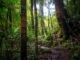 Boquete three waterfall hike rainforest jungle