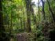 Boquete three waterfall hike rainforest jungle