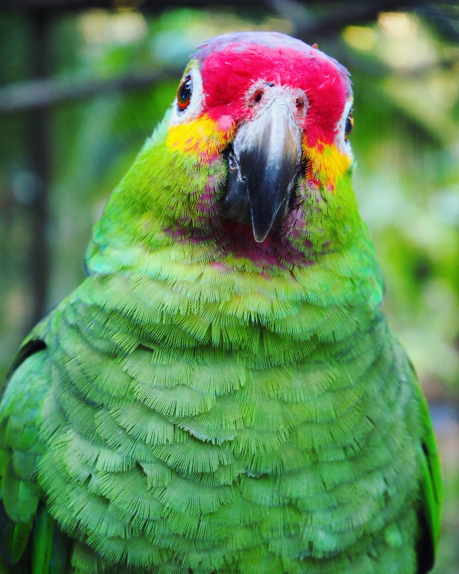 Macaw Mountain Copan