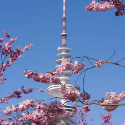 Hamburg Cherry Blossom