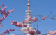 Hamburg Cherry Blossom