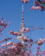 Hamburg Cherry Blossoms