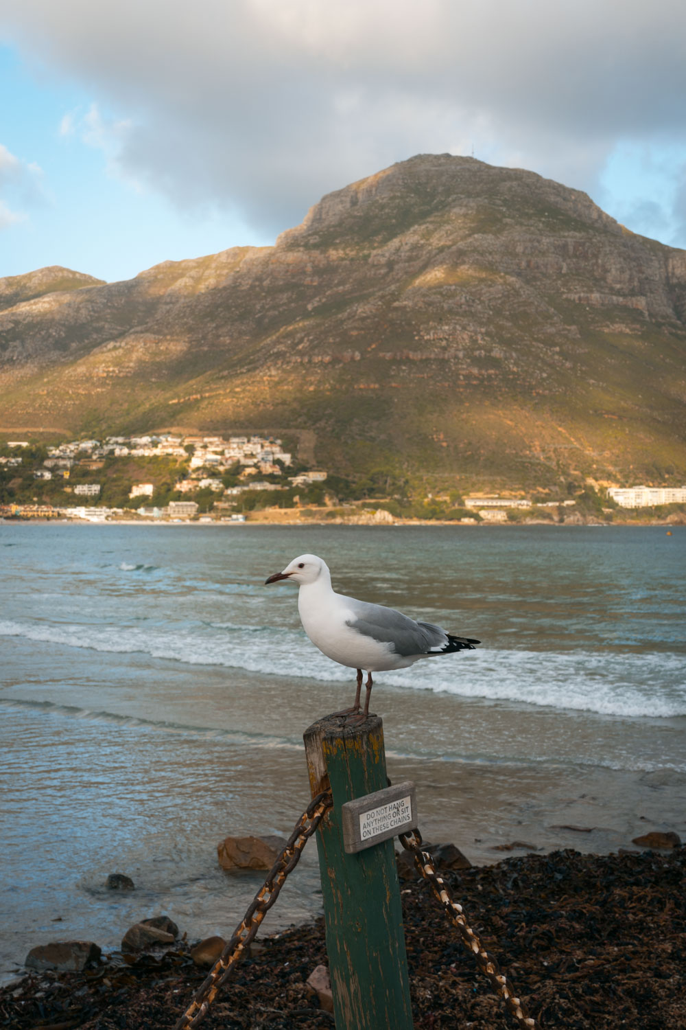 Seagull sitting on a post at Hout Bay beach